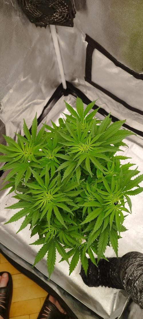 Dutch passion. Week 6