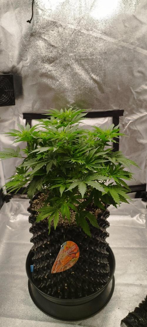 Dutch passion. Week 6 - Fruit Bomb Punch