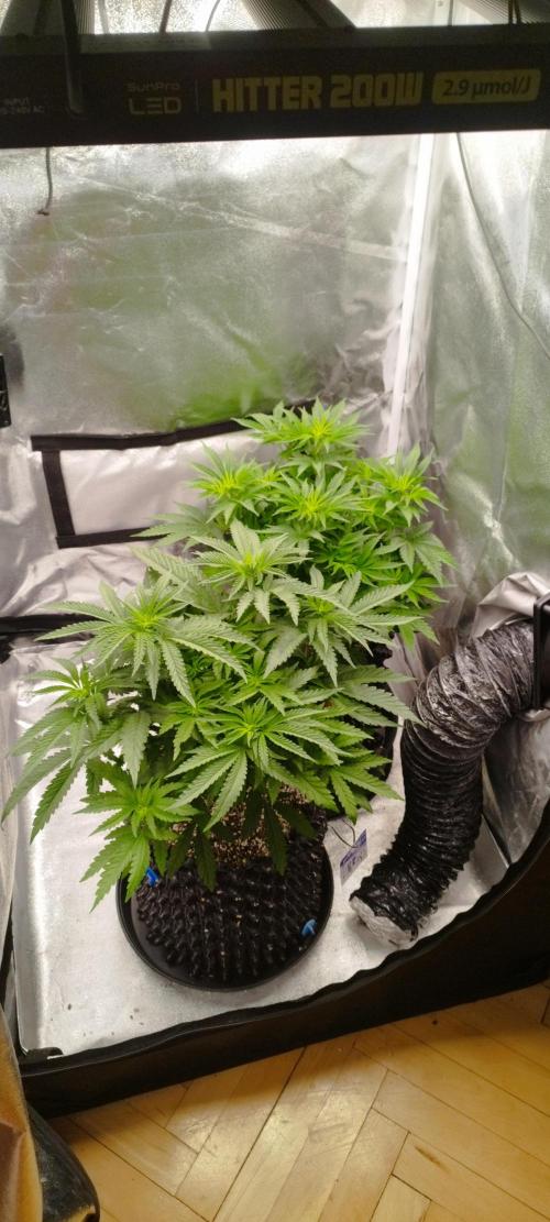 Dutch passion. Week 6 - Fruit Bomb Punch 