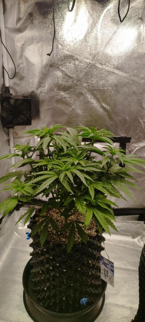Dutch passion. Week 6 - Blue zushi