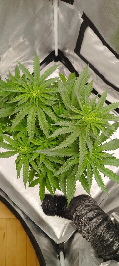 Dutch passion. Week 6 - Blue Zushi 