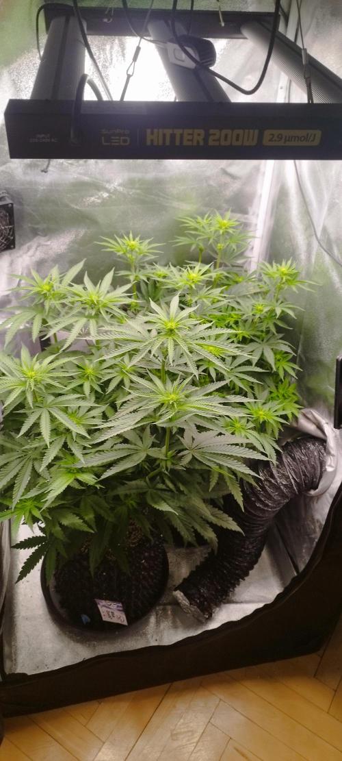 Dutch passion. Week 7