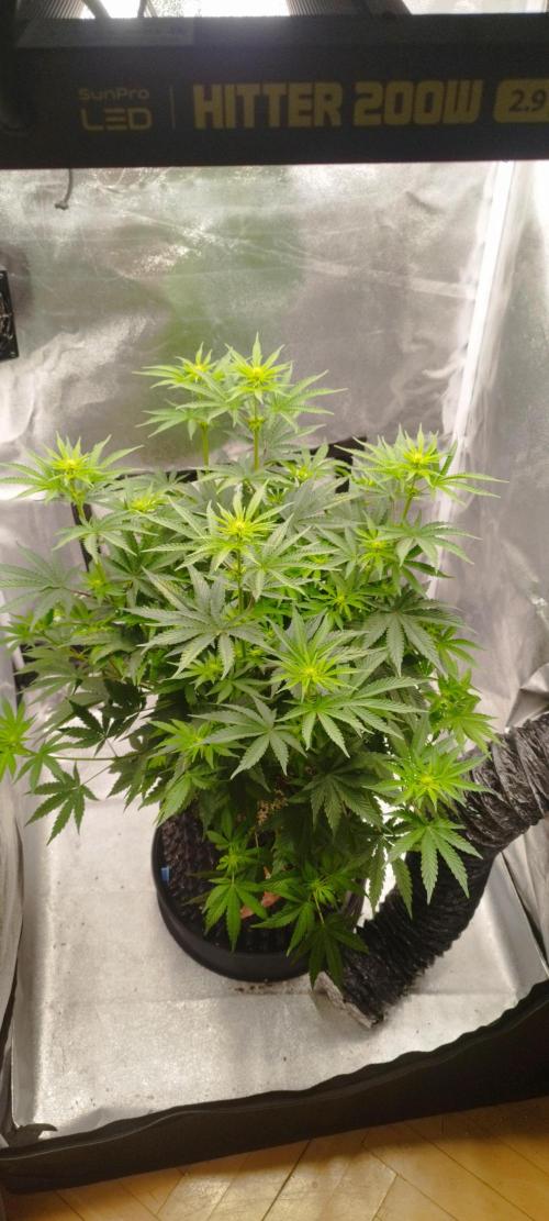 Dutch passion. Week 7 - fruit bomb punch