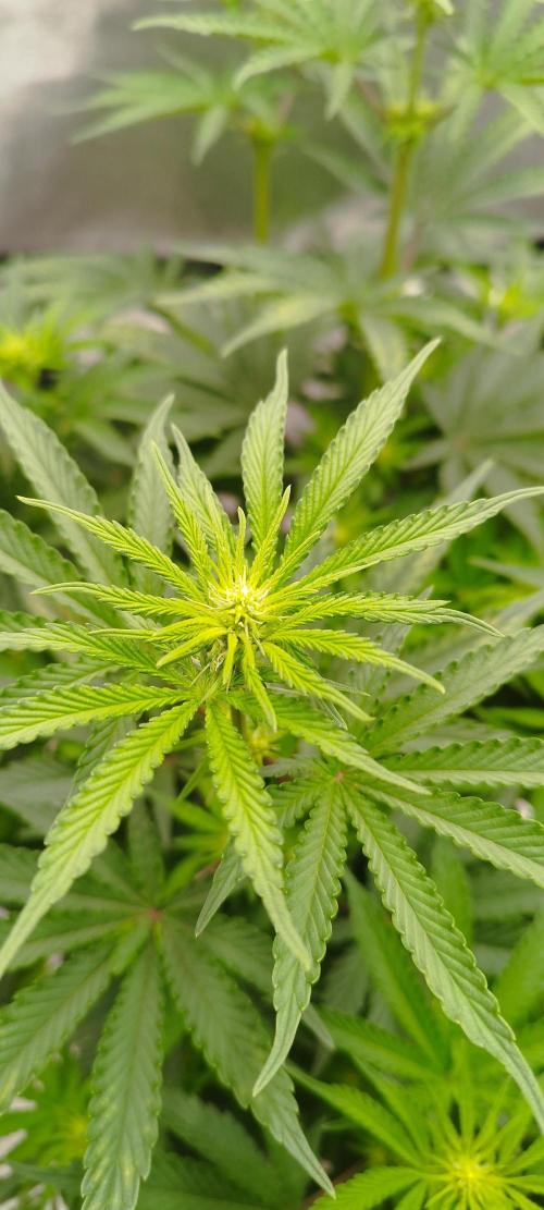 Dutch passion. Week 7 - fruit bomb punch