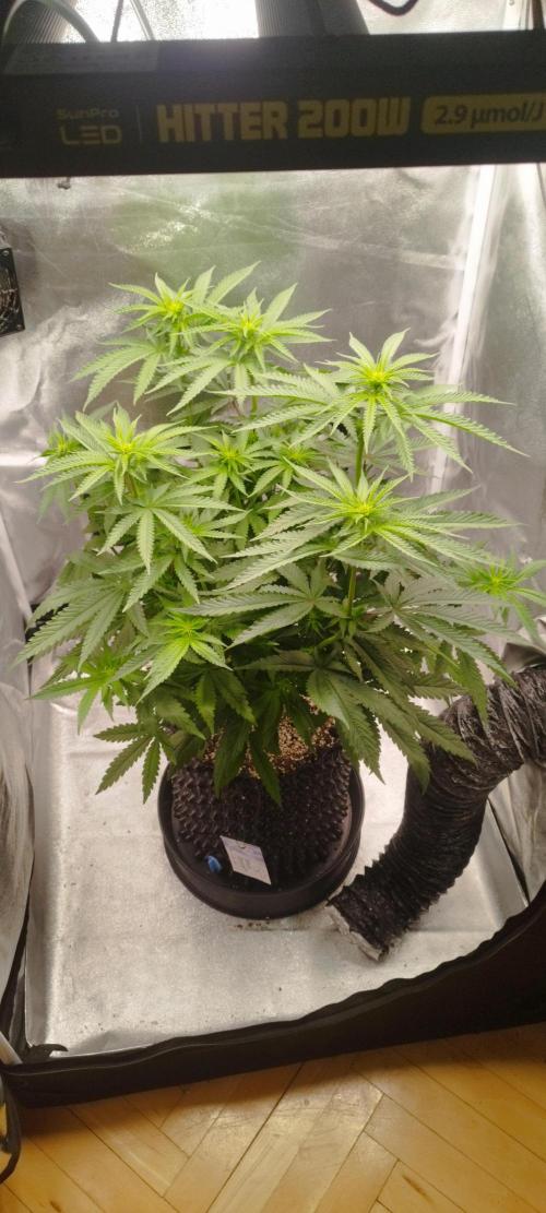 Dutch passion. Week 7 - Blue Zushi 