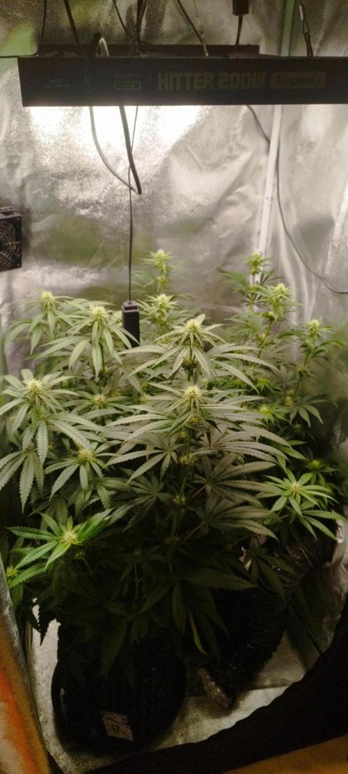 Dutch passion. Week 8