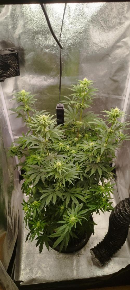 Dutch passion. Week 8 - fruit bomb punch