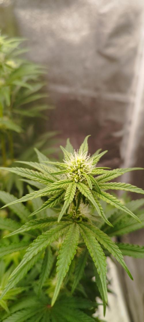Dutch passion. Week 8 - fruit bomb punch