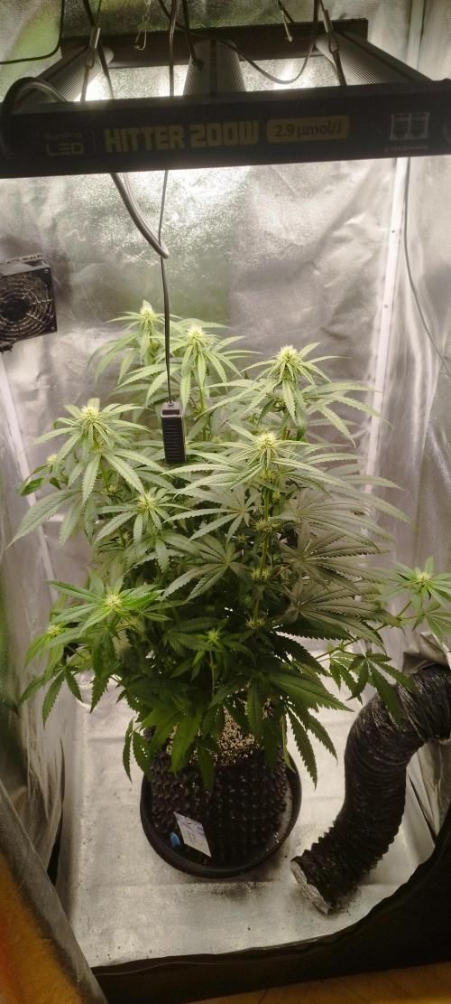 Dutch passion. Week 8 - Blue zushi