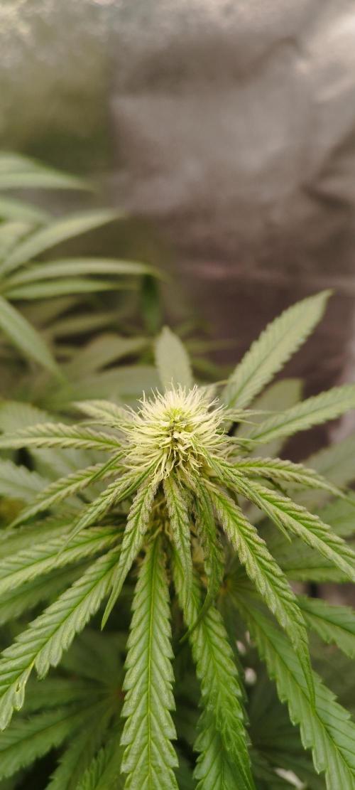 Dutch passion. Week 8 - Blue zushi 