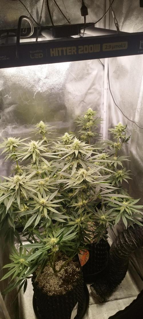 Dutch passion. Week 9