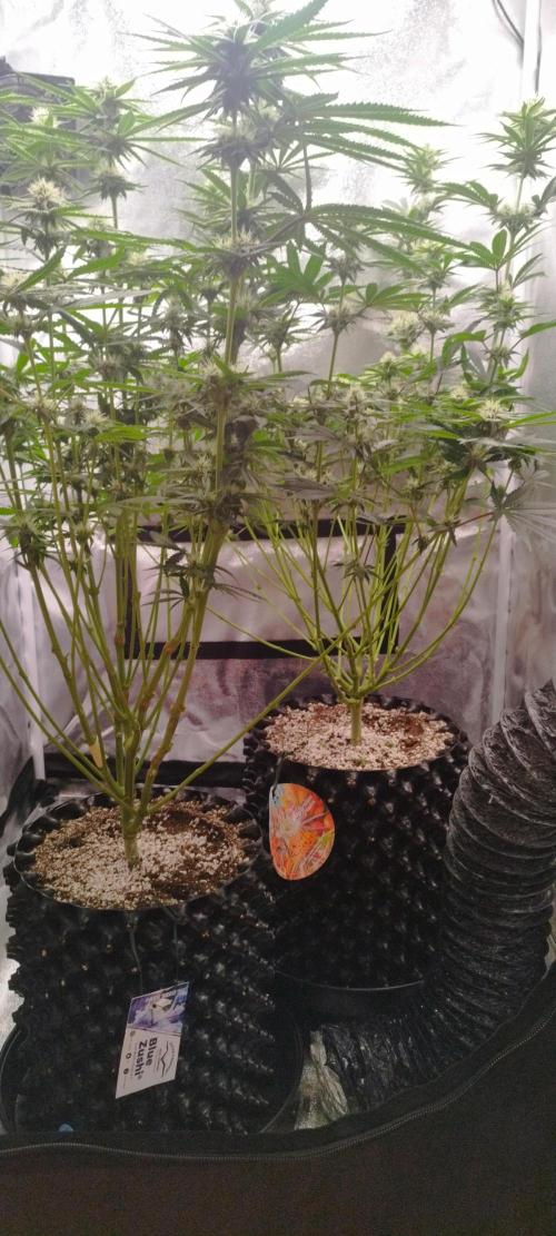 Dutch passion. Week 9