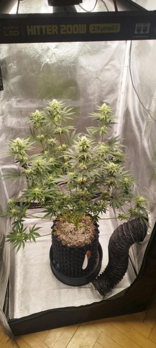 Dutch passion. Week 9 - fruit bomb punch 