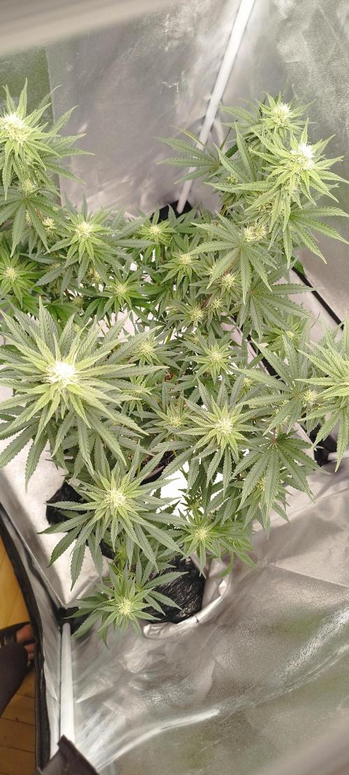 Dutch passion. Week 9 - fruit bomb punch 