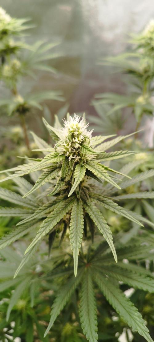 Dutch passion. Week 9 - fruit bomb punch 