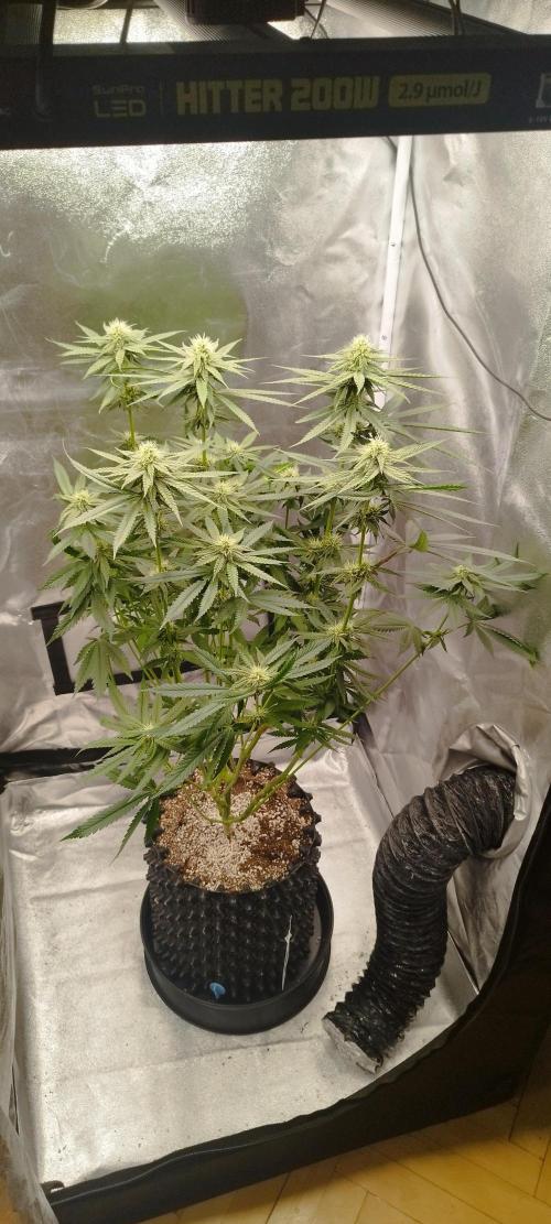 Dutch passion. Week 9 - Blue zushi 