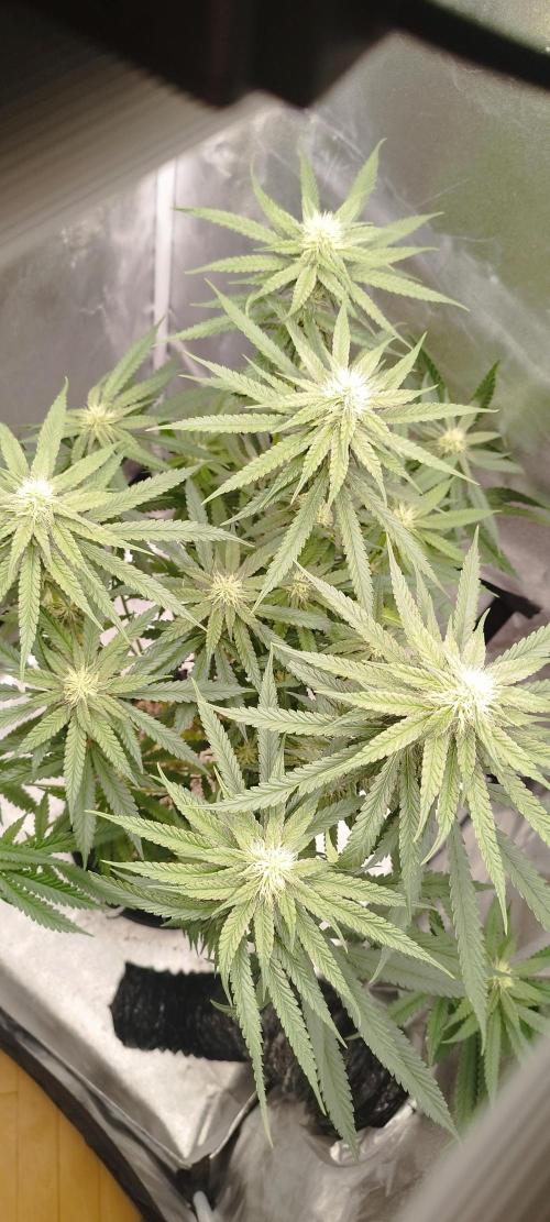 Dutch passion. Week 9 - Blue zushi 