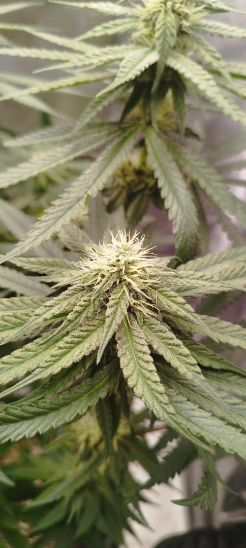 Dutch passion. Week 9 - Blue zushi 
