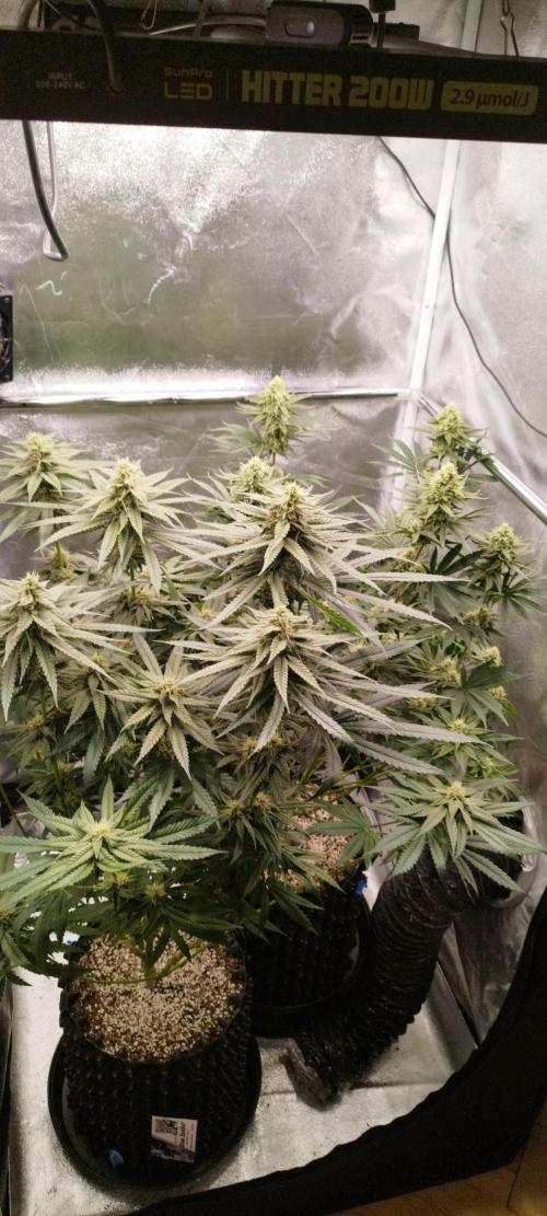 Dutch passion. Week 10