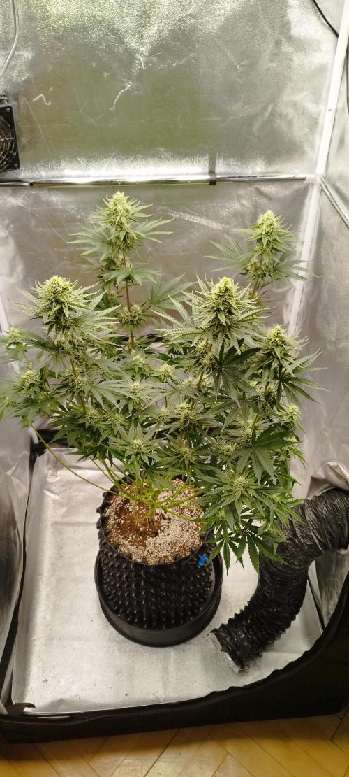 Dutch passion. Week 10 - fruit Bomb Punch 