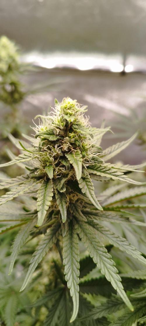 Dutch passion. Week 10 - fruit Bomb Punch 