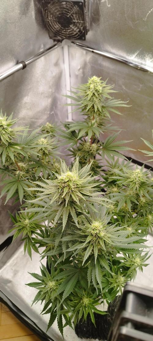 Dutch passion. Week 10 - fruit Bomb Punch 