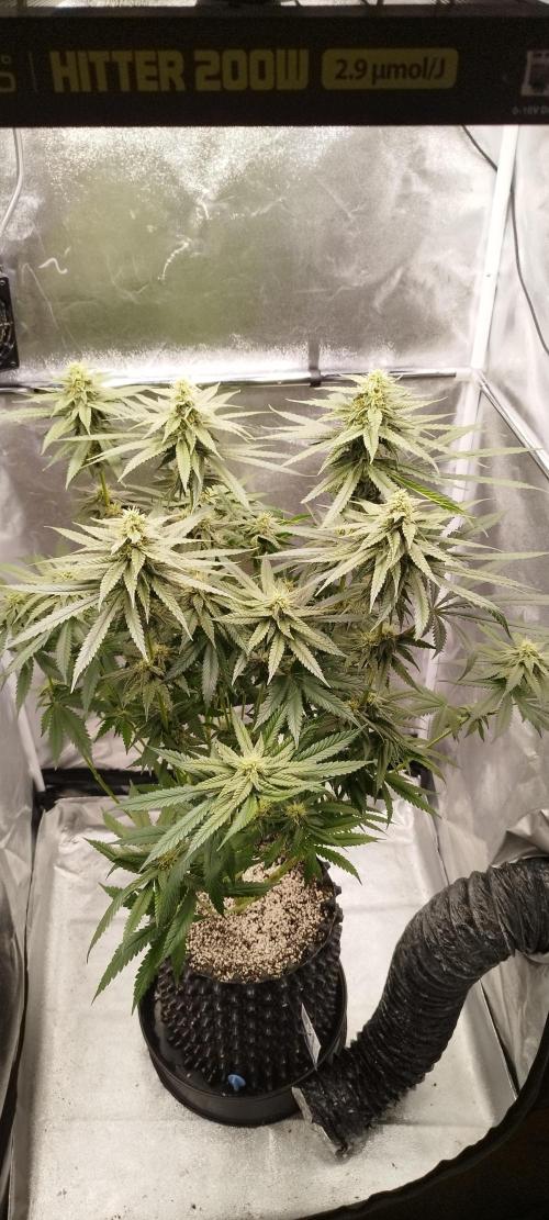 Dutch passion. Week 10 - Blue Zushi 