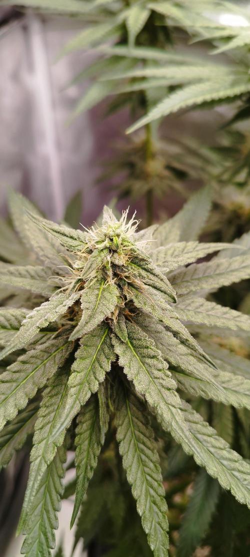 Dutch passion. Week 10 - Blue Zushi 
