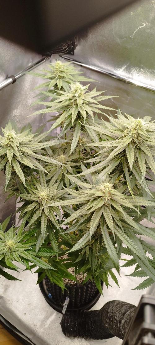 Dutch passion. Week 10 - Blue Zushi 
