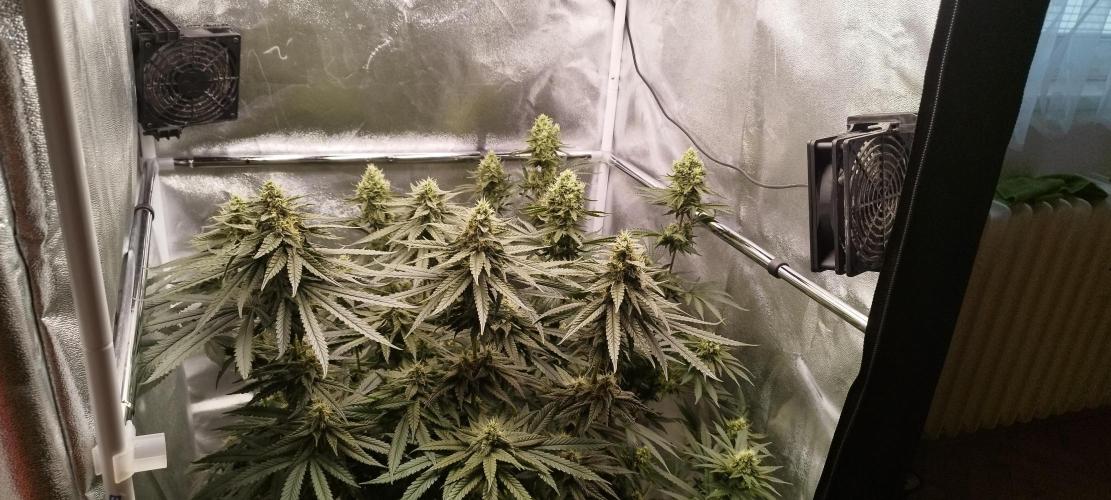 Dutch passion. Week 11