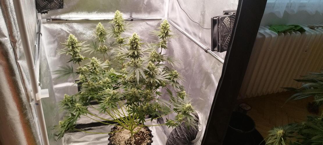 Dutch passion. Week 11 - fruit bomb punch 