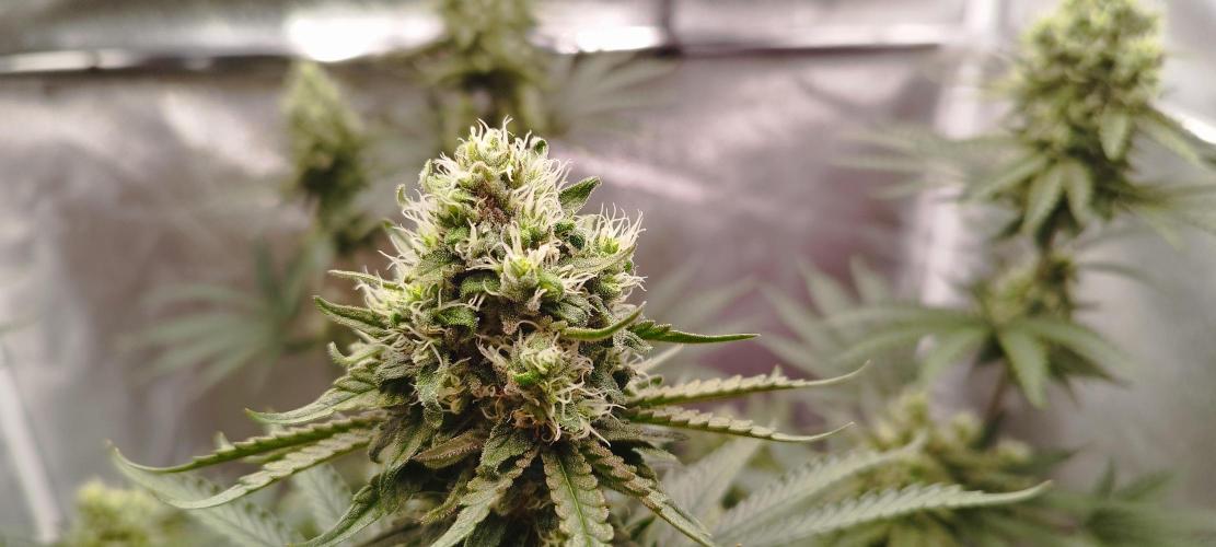 Dutch passion. Week 11 - fruit Bomb Punch 