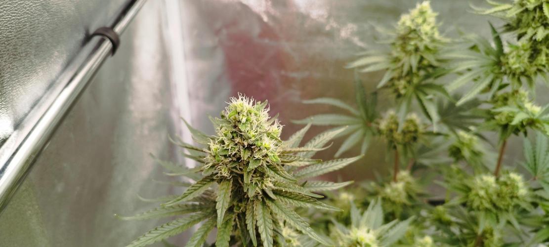 Dutch passion. Week 11 - fruit Bomb Punch 