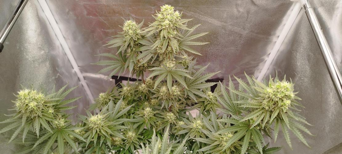 Dutch passion. Week 11 - fruit Bomb Punch 