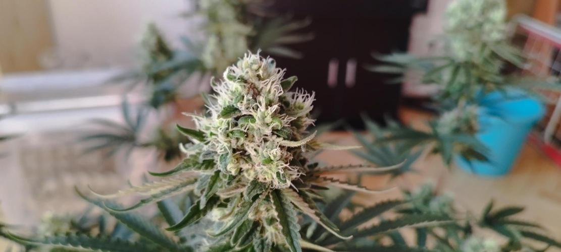 Dutch passion. Week 11 - fruit bomb punch 
