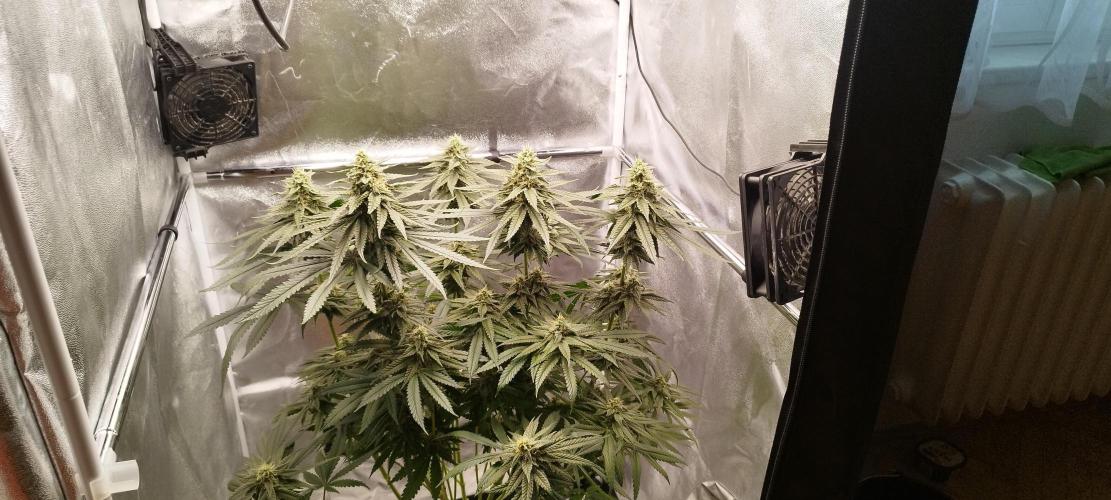 Dutch passion. Week 11 - Blue zushi 