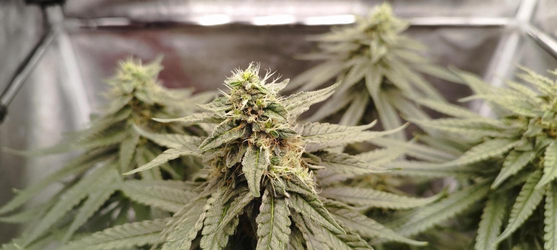 Dutch passion. Week 11 - Blue zushi 