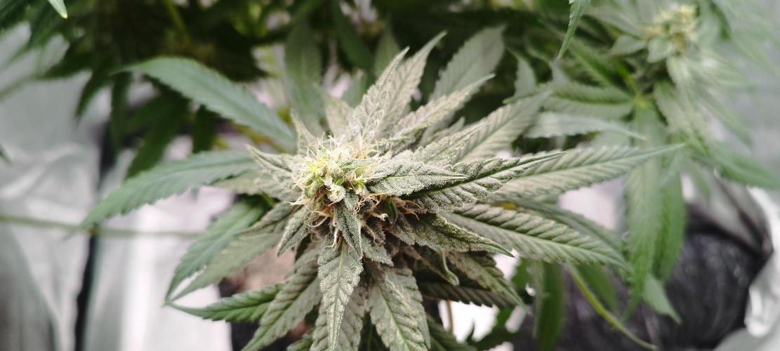 Dutch passion. Week 11 - Blue zushi 