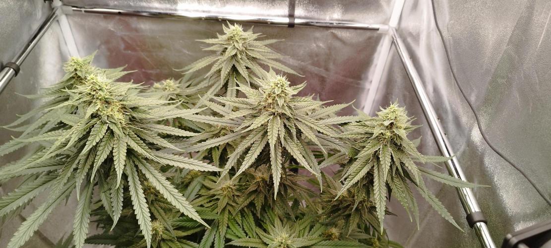 Dutch passion. Week 11 - Blue zushi 