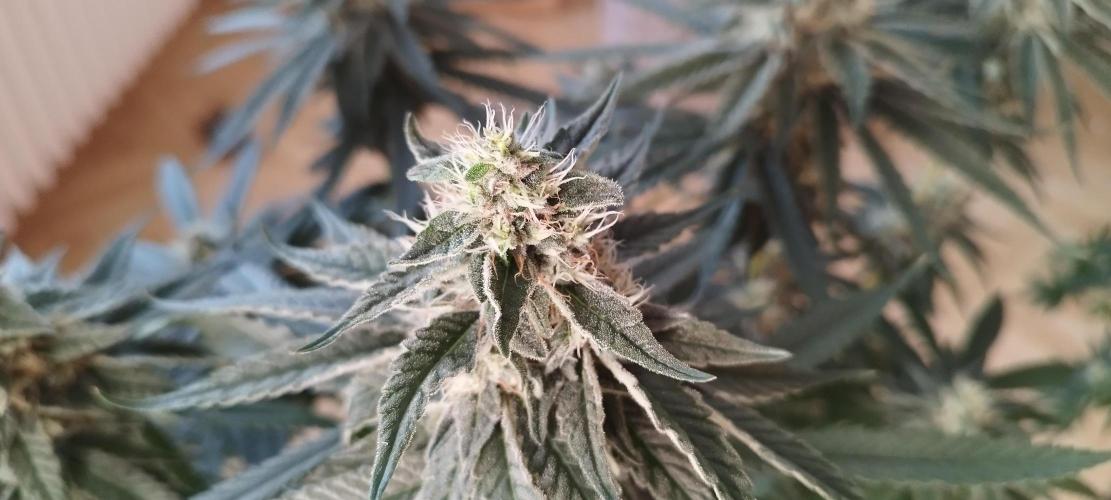 Dutch passion. Week 11 - Blue zushi 