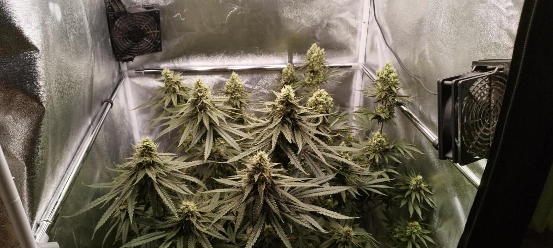 Dutch passion. Week 12