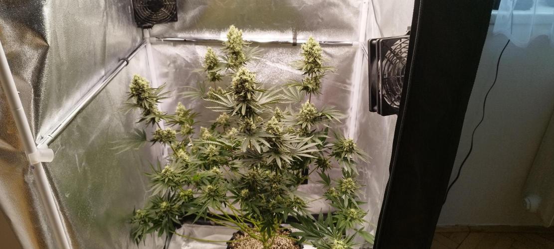 Dutch passion. Week 12 - fruit Bomb Punch 