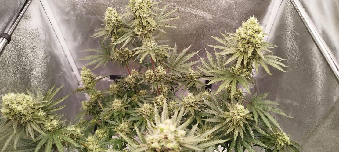 Dutch passion. Week 12 - fruit Bomb Punch 