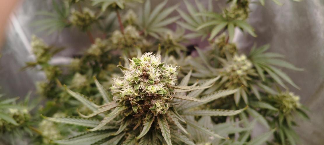 Dutch passion. Week 12 - fruit Bomb Punch 