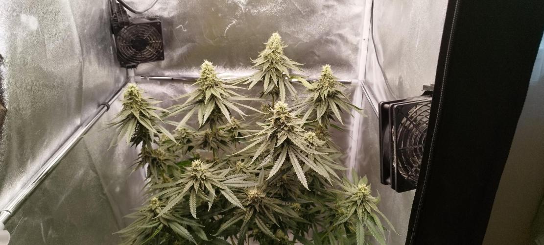 Dutch passion. Week 12 - Blue Zushi 