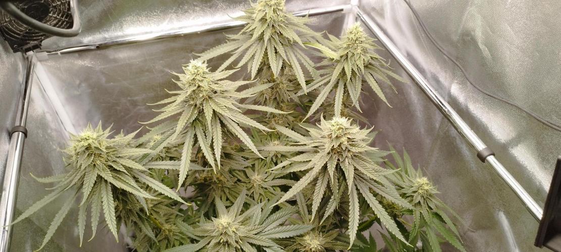 Dutch passion. Week 12 - Blue Zushi 