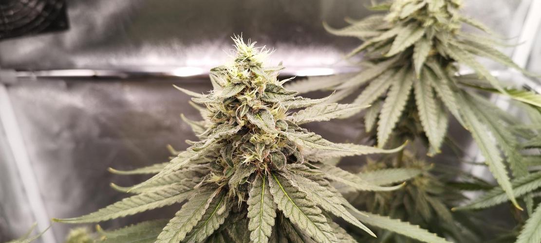 Dutch passion. Week 12 - Blue Zushi 