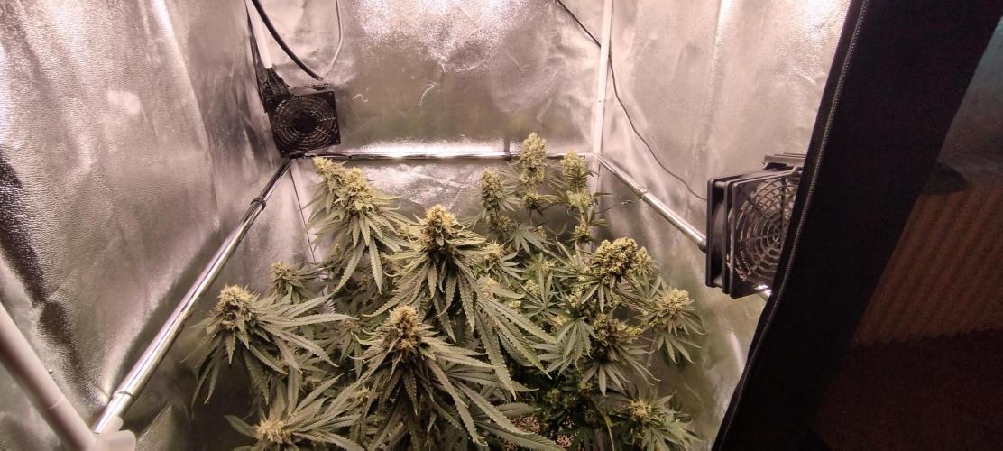 Dutch passion. Week 13