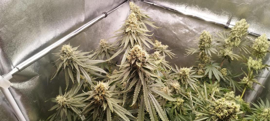 Dutch passion. Week 13 - Blue Zushi 