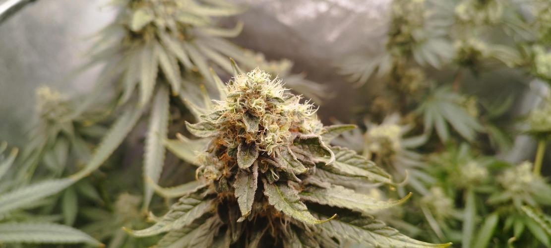 Dutch passion. Week 13 - Blue zushi 
